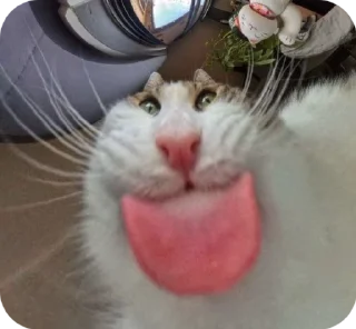 🌟 emoji Котеке💗💗 Telegram sticker 21 of 120