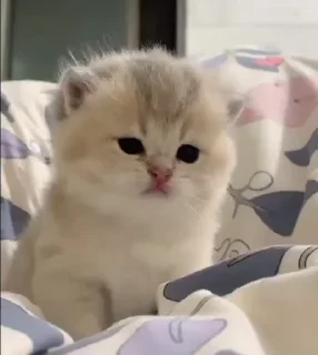 😒 emoji ㅤГлафи́ра. Telegram sticker 16 of 76