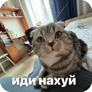 🫥 emoji данечка Telegram sticker 9 of 71