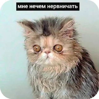 🐱 emoji Мямя Telegram sticker 13 of 26
