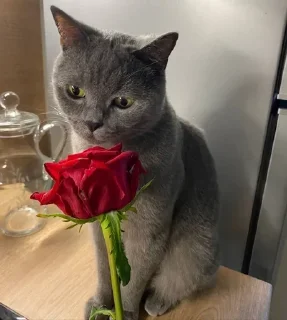 🌹 emoji YUKIMARU Telegram sticker 15 of 111