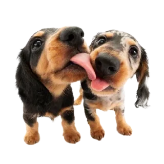 🫶 emoji dog Telegram sticker 7 of 70