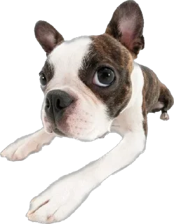 😯 emoji dog Telegram sticker 12 of 70