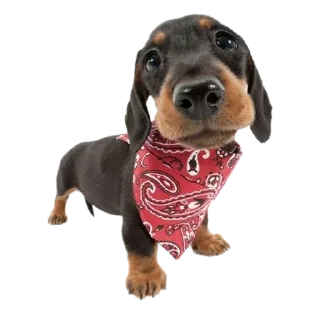 ☺️ emoji dog Telegram sticker 6 of 70