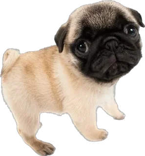 😞 emoji dog Telegram sticker 20 of 70