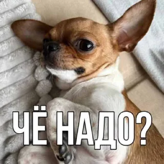Sticker from 🌸семья🌸