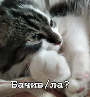 😉 emoji Нана🐈‍⬛️💗 Telegram sticker 16 of 32
