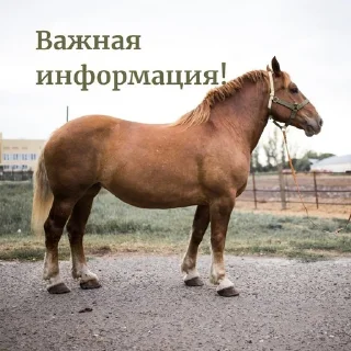 ❗️ emoji Мамут Рахал Telegram sticker 6 of 45