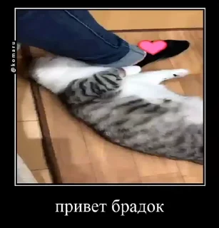 Sticker from Брадки | @not_a_dude