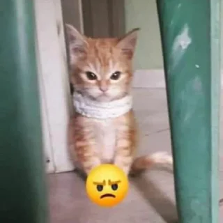 😘 emoji Отбивные котяндры ➡️ @Ctikerubot Telegram sticker 11 of 44