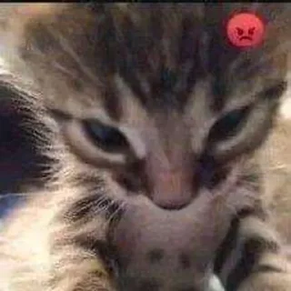 ☺️ emoji Отбивные котяндры ➡️ @Ctikerubot Telegram sticker 8 of 44