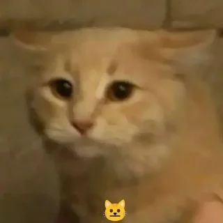😍 emoji Отбивные котяндры ➡️ @Ctikerubot Telegram sticker 5 of 44