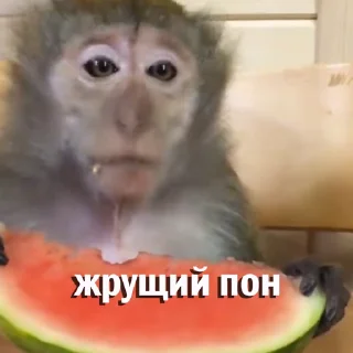 🍉 emoji Анонимный чат: @anonimnyi_chatbot 💓 Telegram sticker 14 of 46