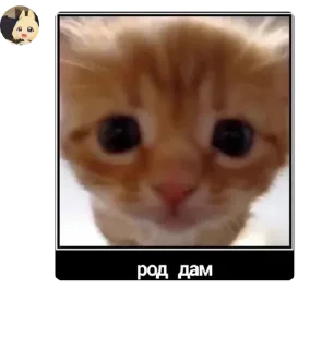 😸 emoji Цитаты Telegram sticker 12 of 120