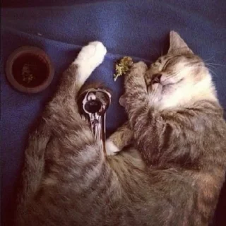 Sticker from бонго кэтсс🥦🐈🥺