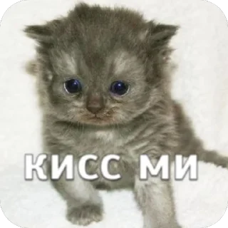 🫥 emoji гномья жизнь Telegram sticker 1 of 65