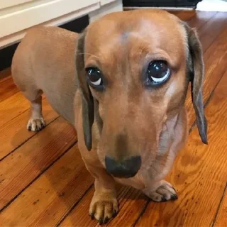 🥺 emoji dachshund Telegram sticker 6 of 47