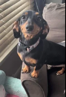 😊 emoji dachshund Telegram sticker 23 of 47