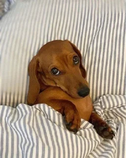😇 emoji dachshund Telegram sticker 10 of 47