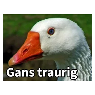 Sticker from Gans