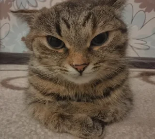 😡 emoji боссы Telegram sticker 9 of 26