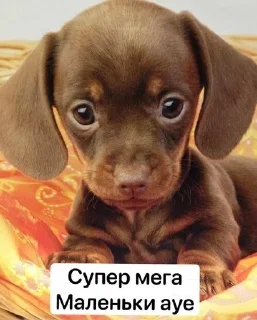 🥺 emoji Пиздатый стикерпак Telegram sticker 18 of 34