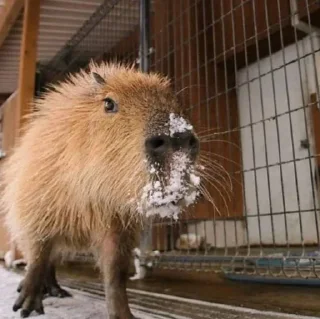 Sticker from CapyBara
