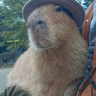 Sticker from Capybara