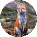 😊 emoji Foxes Telegram sticker 21 of 27