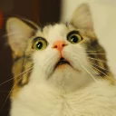 😦 emoji Забавные животные (@safthome) Telegram sticker 9 of 119