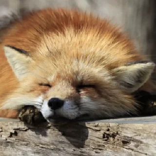 Sticker from Foxes