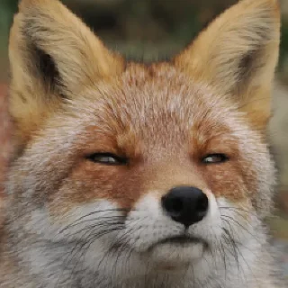 😑 emoji Foxes Telegram sticker 18 of 33