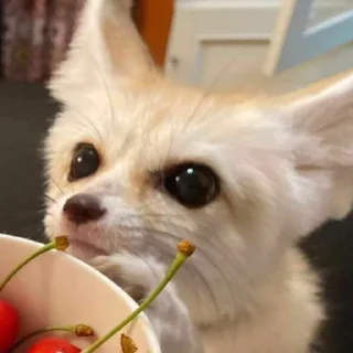 Sticker from Foxes