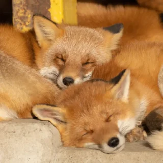 😴 emoji Foxes Telegram sticker 19 of 33