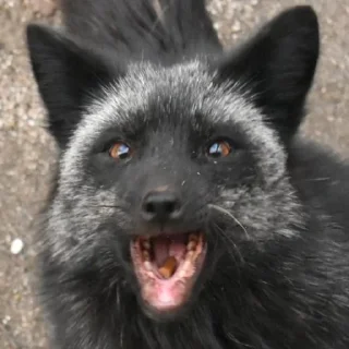 😀 emoji Foxes Telegram sticker 23 of 33