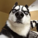 😳 emoji Забавные животные (@safthome) Telegram sticker 18 of 119