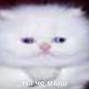 🙄 emoji Забавные животные (@safthome) Telegram sticker 14 of 119
