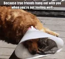 🙈 emoji Funny Animals Telegram sticker 23 of 120