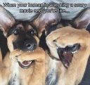 🙈 emoji Funny Animals Telegram sticker 15 of 120