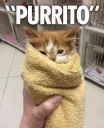 🙈 emoji Funny Animals Telegram sticker 20 of 120