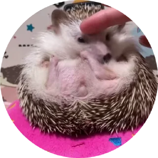 🌟 emoji Больше стикеров тут: @allstickers_tg Telegram sticker 24 of 50