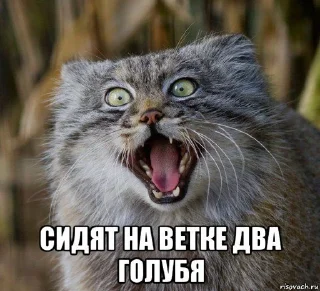 🤪 emoji Manul Telegram sticker 14 of 71