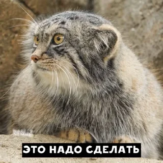 Sticker from Manul