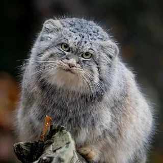 😐 emoji Manul Telegram sticker 19 of 71