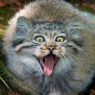 🤪 emoji Manul Telegram sticker 24 of 71