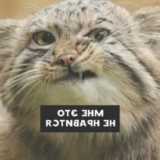 Sticker from Manul