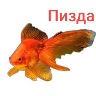 Sticker from 🐟 рыбки 🐟 @StickersPackRobot