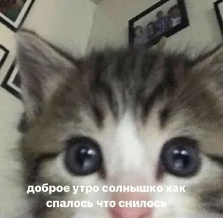 🥰 emoji с котиками Telegram sticker 15 of 22
