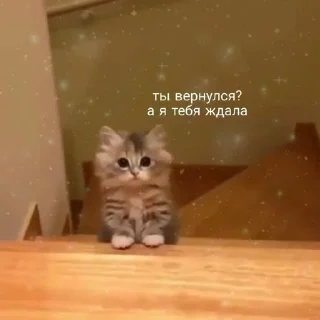 🤗 emoji с котиками Telegram sticker 12 of 22