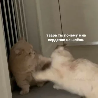 😠 emoji с котиками Telegram sticker 7 of 22